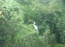 Daniel captured this Heron on the fence